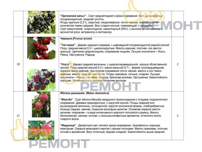 Проект благоустройства территории-102